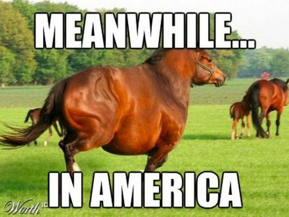 Мем конь почему. Конь Мем. Почему конь. Мемы с лошадьми. Почему Мем конь