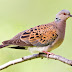 Silahturahmi dengan beradu burung (Adu Balam)