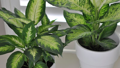 Plants With Long Green And White Leaves
