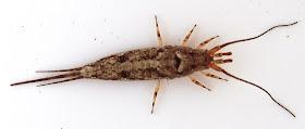  adalah kelas dari Arthropoda dan merupakan hewan yang mendominasi di bumi ini 30 Ordo Serangga (Insekta) dan Ciri-cirinya TERBARU