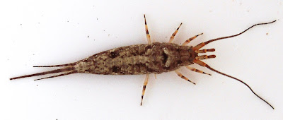 ordo pada insekta 10 ordo insecta