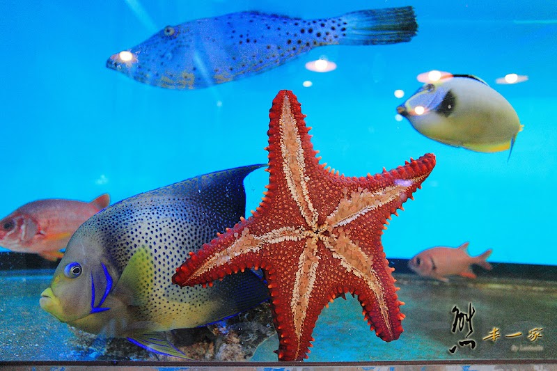 七星柴魚博物館|海洋資源區|趣味柴魚燒DIY|花蓮新城觀光工廠|余宗柏故事館七星柴魚博物館|黑潮本舖|紀念商品區|花蓮新城觀光工廠七星柴魚博物館|七星潭周邊景點|花蓮親子觀光工廠|七星潭社區|崇德隧道、崇德休憩區