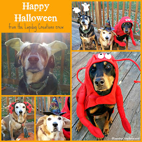 3 rescue dogs dressed up for Halloween
