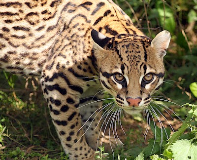 The Presurfer: The Ocelot - Really Back From The Brink?