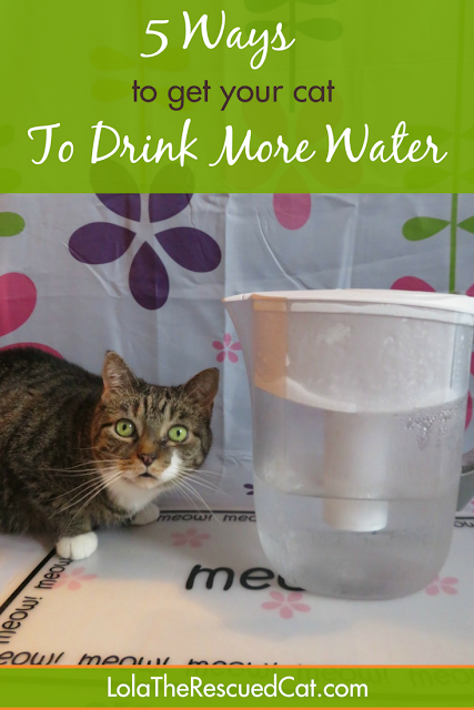 Ways To Make Sure Your Cats Drink More Water Ways To Make Sure Your Cats Drink More Water