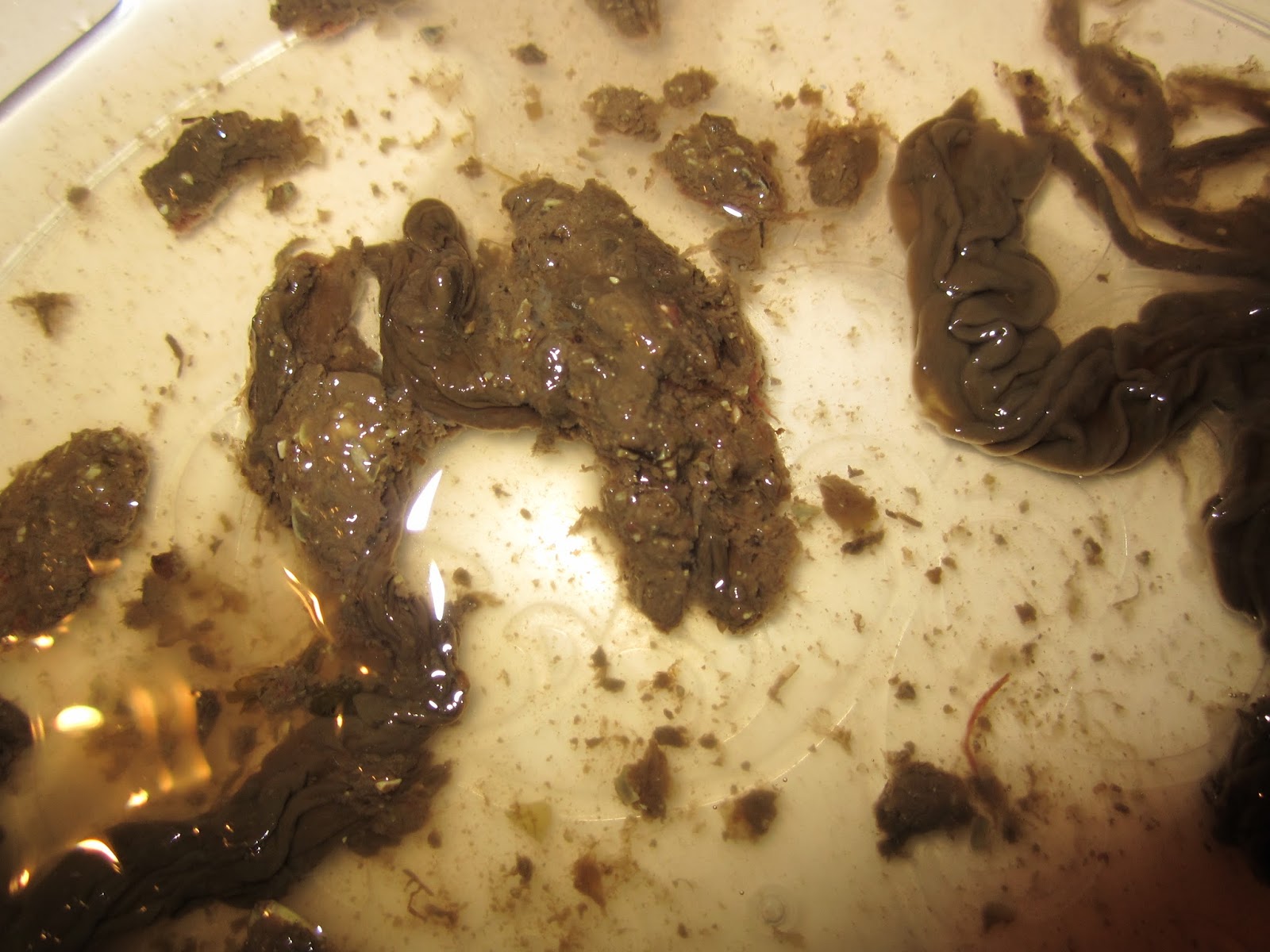 Poletka zdrowia PASOŻYTY, PASOŻYTY ROPE WORM WSZYSCY GO MAJA!!!