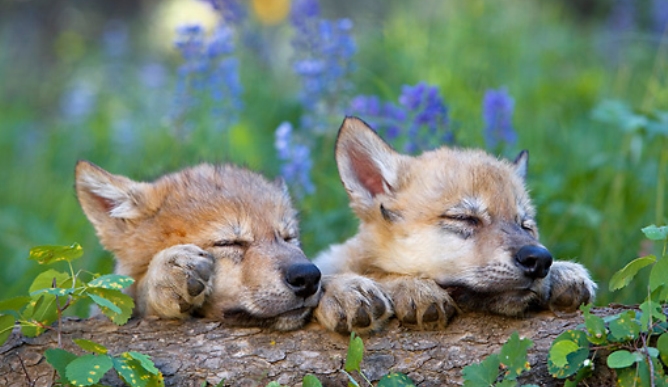 White Wolf : On World Animal Day These 10 Photos of Wolf Pups Is The ...