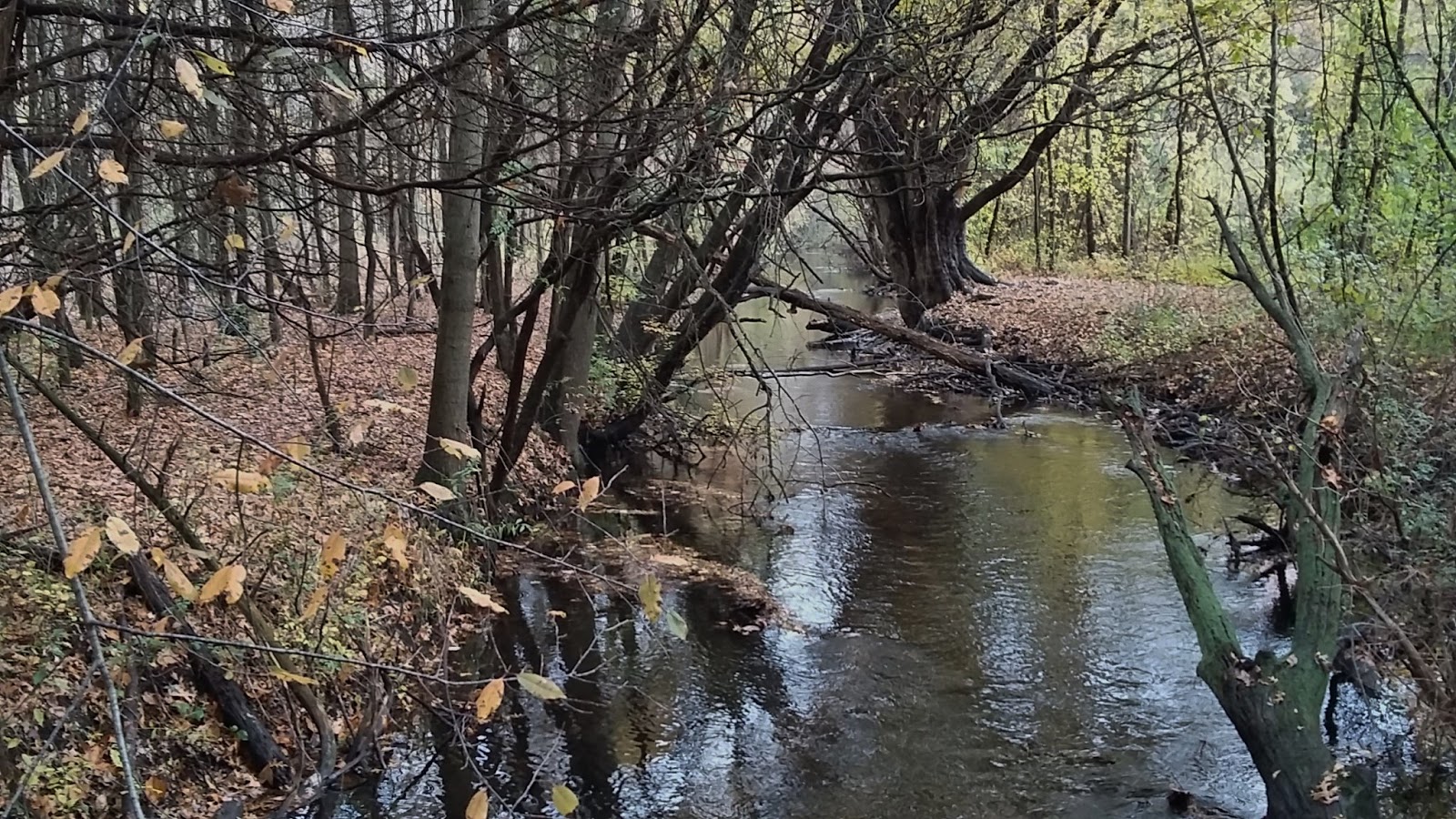 Two Greyhound Town Cobus Creek Park