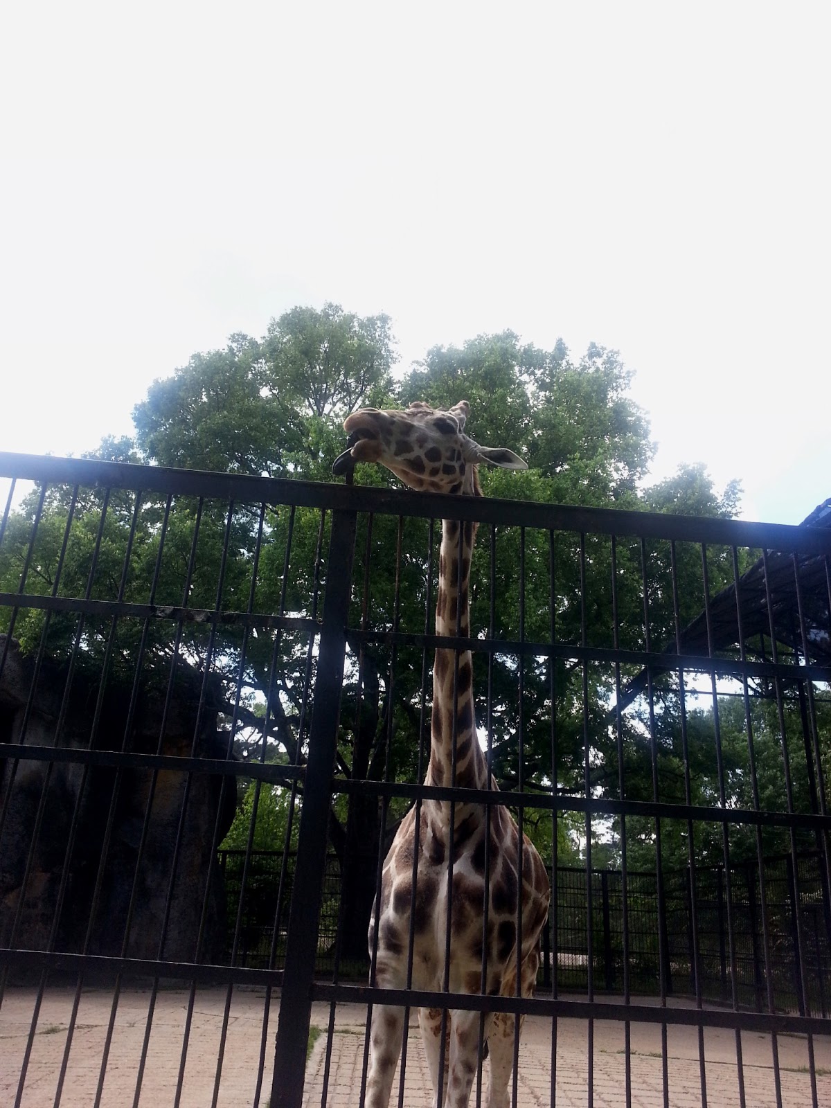 Rockhounding Around Jackson Zoo, Jackson Mississippi