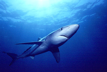 sharks glauca prionace