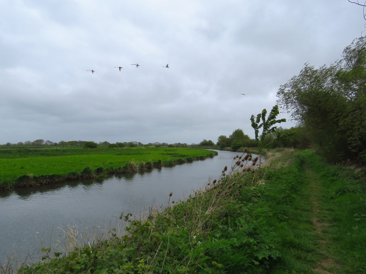 Wild at Hull River Hull. Stage 9. Tickton to Leven Canal