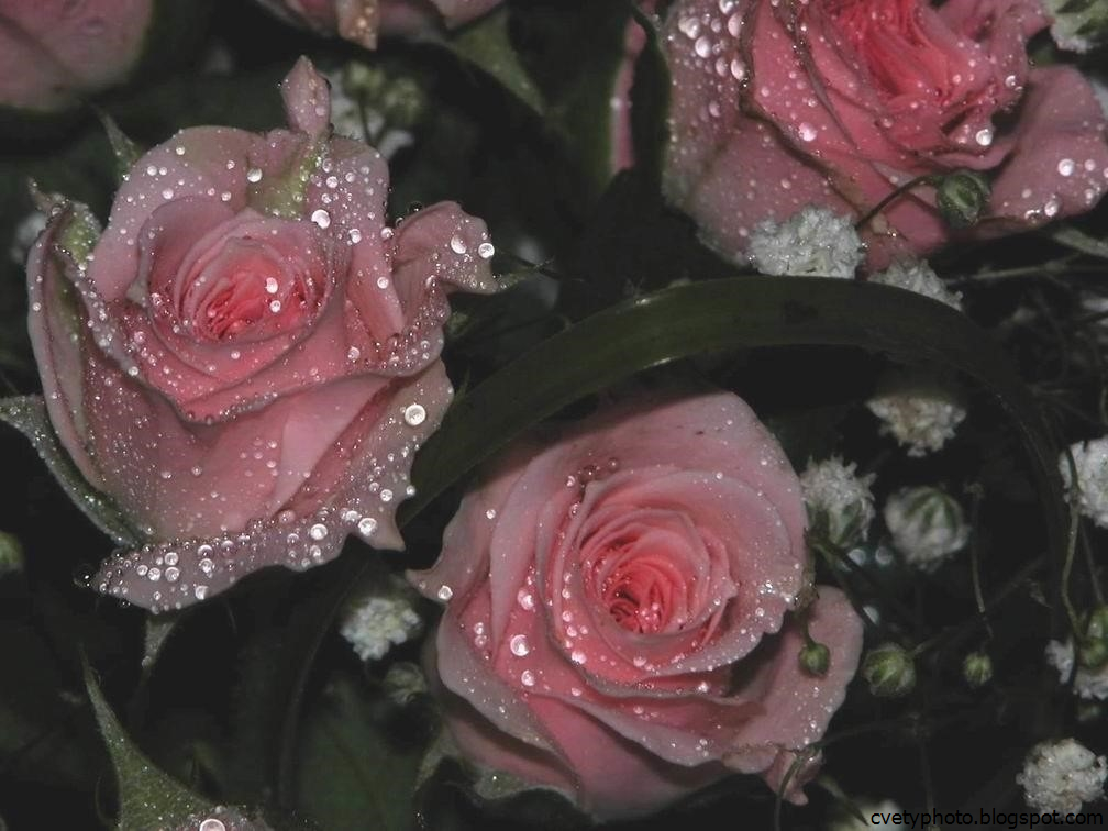 Букет роз с блестками. Цветы с блестками. Розы с блестками. Розовые розы с росой. Цветы розы с блестками.
