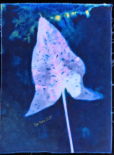 Wet Cyanotype_Sue Reno_Image 119