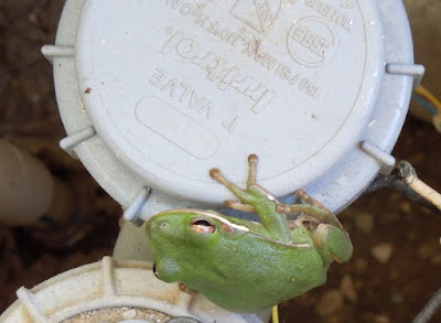 Frog in Sprinkler Control Box, © B. Radisavljevic