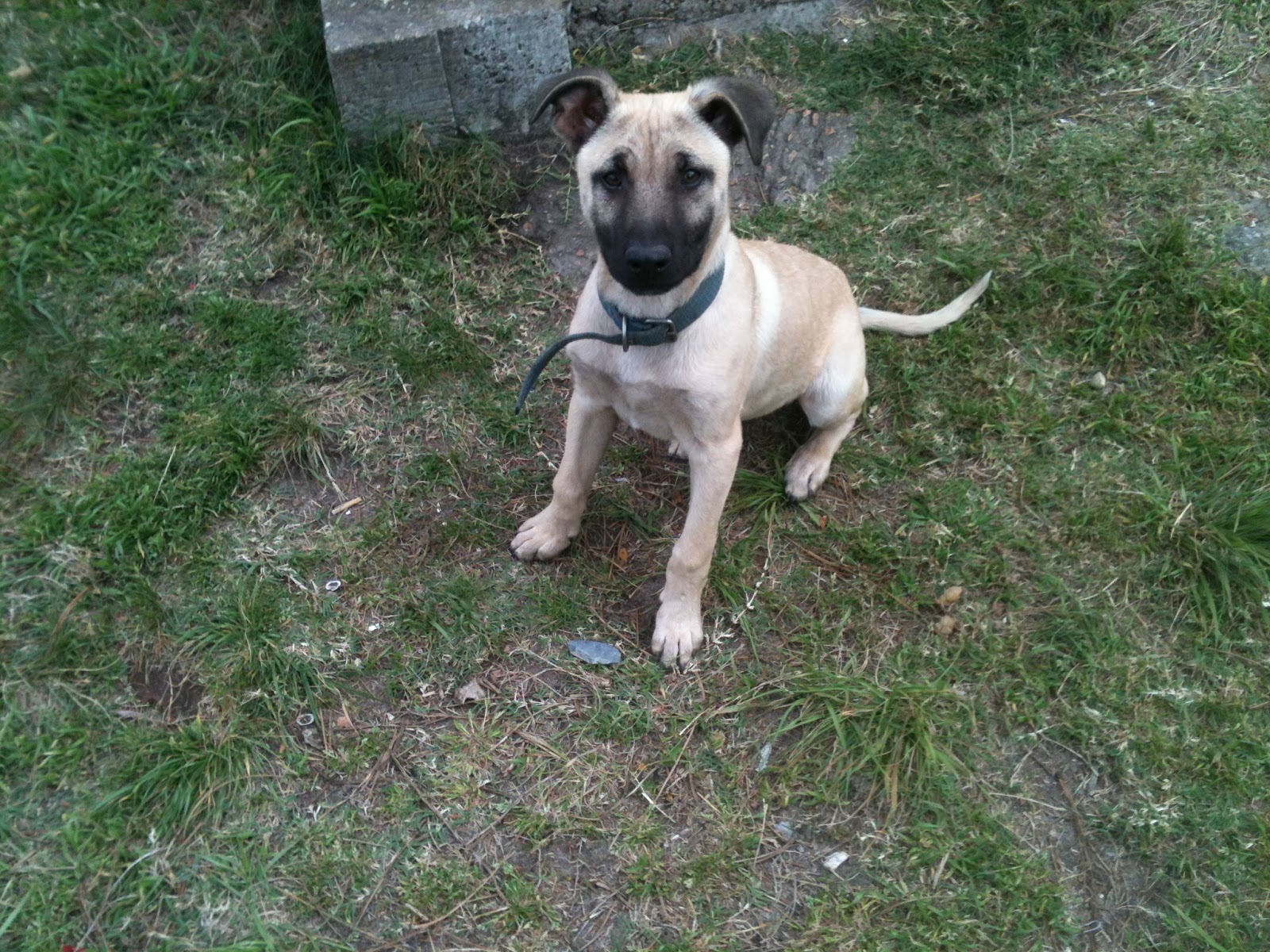 Kleiner Hund Sucht Zuhause