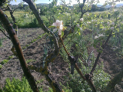 Red Ibérica de Bosques Comestibles y Semillas Libres