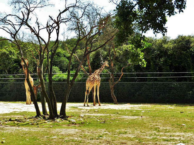 giraffe zoo montpellier gratis