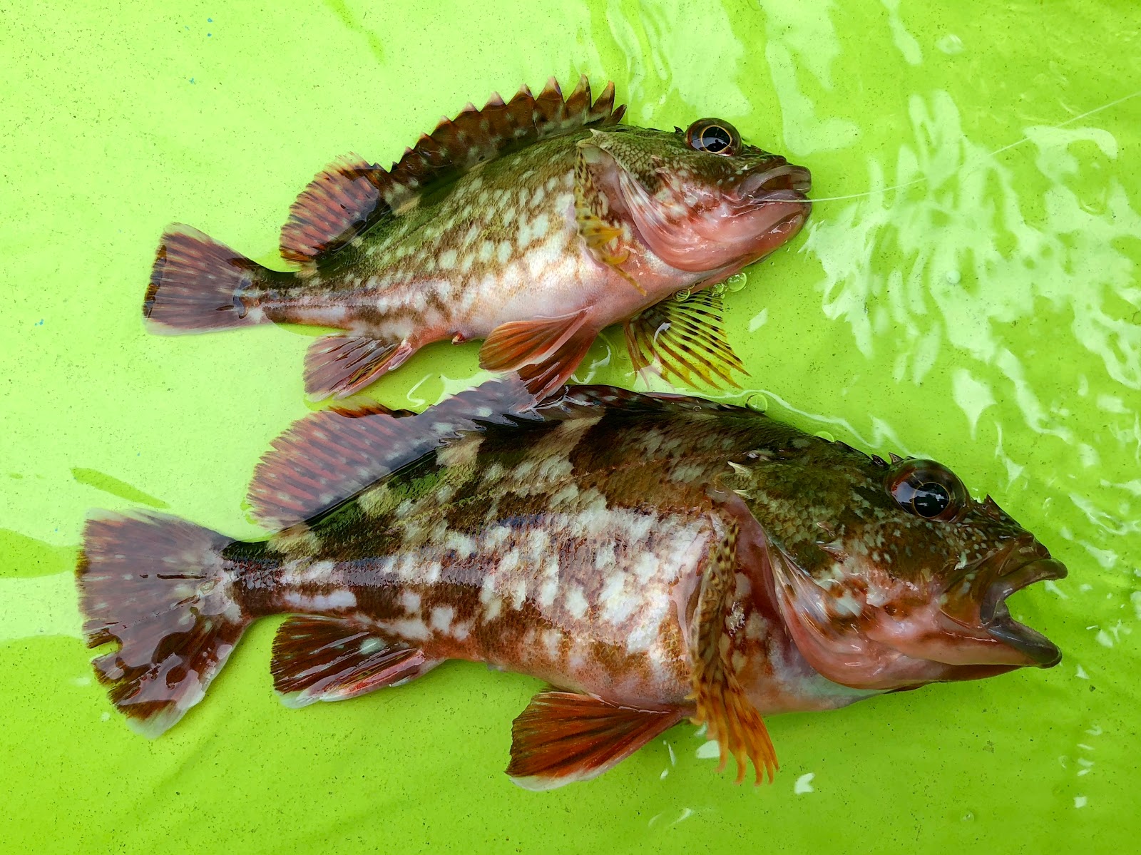 一之瀬 丸 アミ 五目