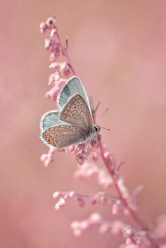 butterfly images