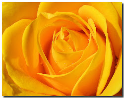 yellow rose wallpapers desktop background flowers roses flower backgrounds golden gold single