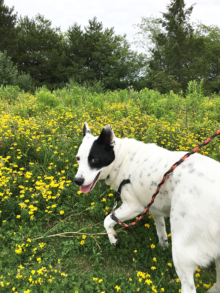 Life Lately / Mrs. on the Move