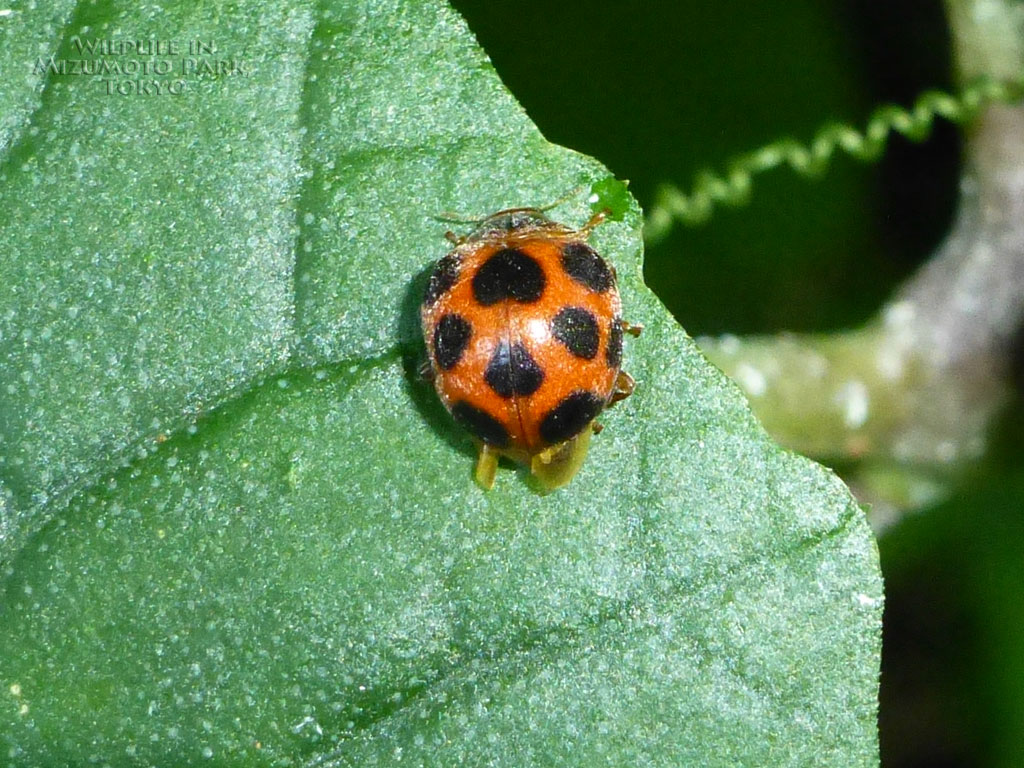 トホシテントウ Ten-spotted Lady Beetle-水元公園の生き物