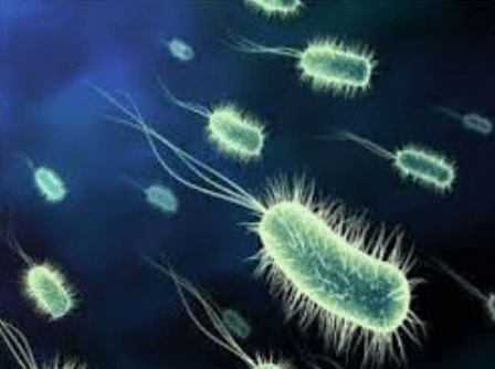 Flagella bulu cambuk bakteri