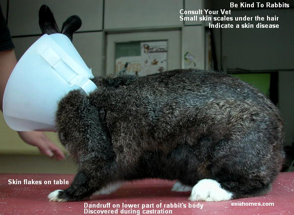 Colar elizabetano coelho Clearance