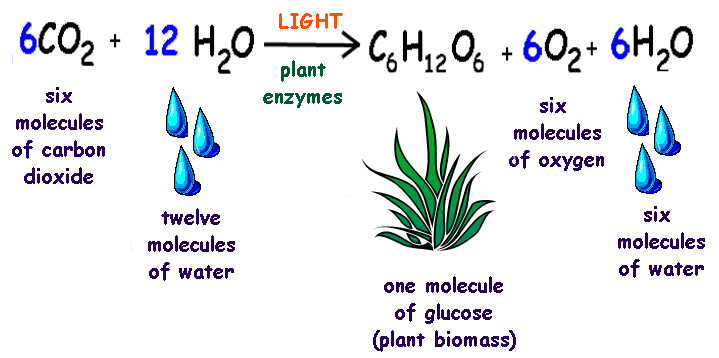 What is an equation that represents photosynthesis?