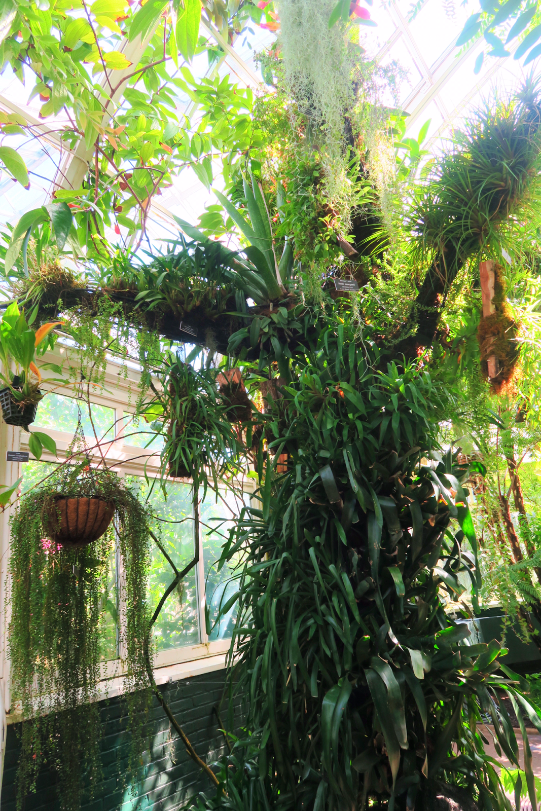 Orchid Show: Thailand at the NYBG | Wanderlust Beauty Dreams