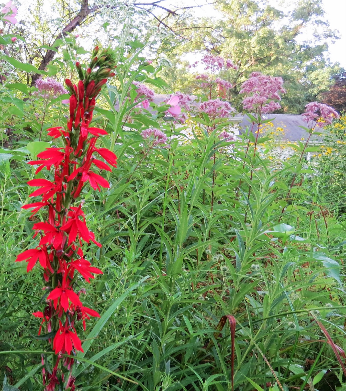 Princeton Nature Notes The Summer of the Cardinal Flower