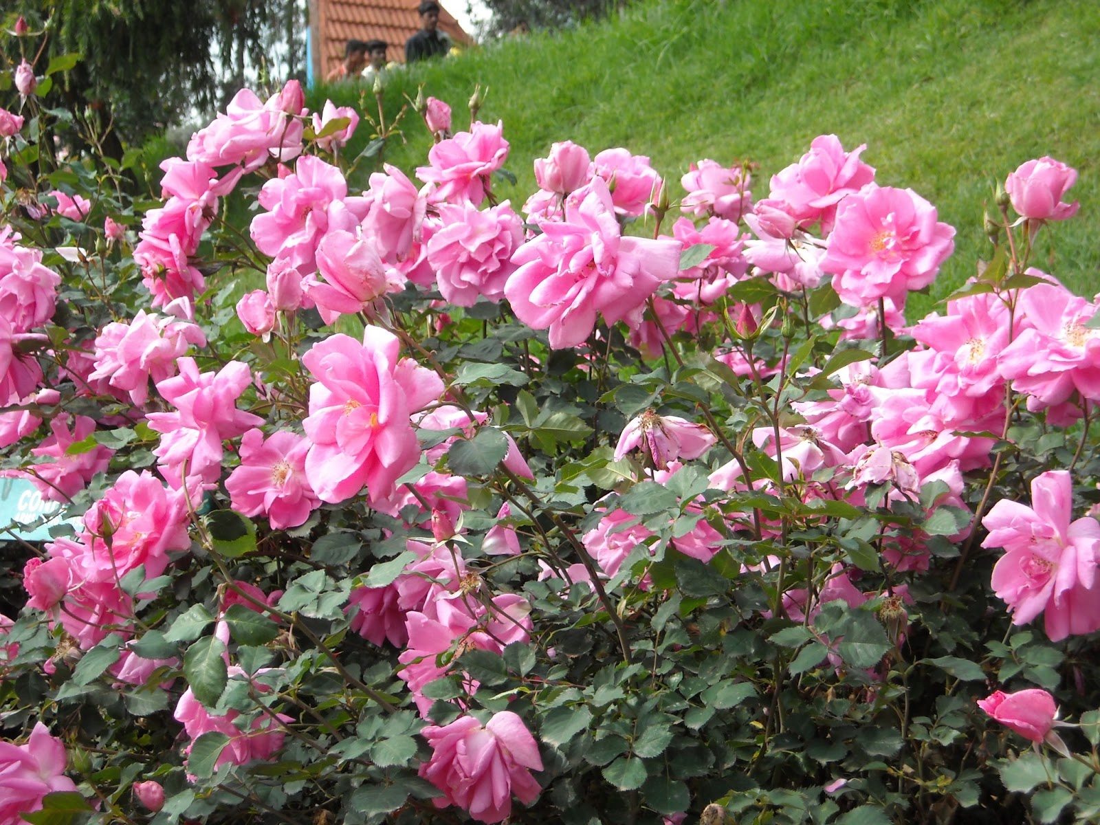 Vinodh Photography OOTY Rose Garden