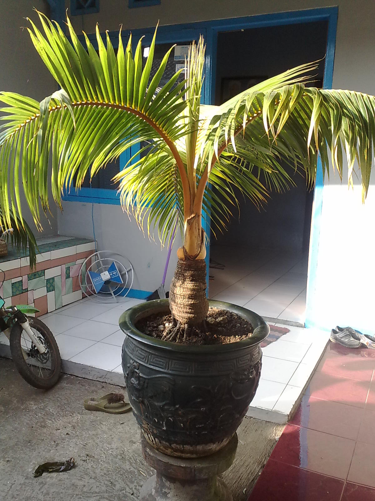 Bonsai Kelapa Mini Kelapa Gading Merah Bonsai Kelapa Mini Kelapa Gading Merah