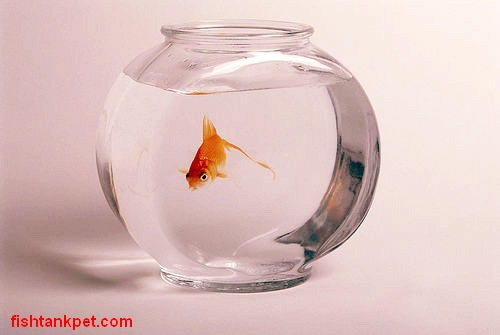 fish bowl pump