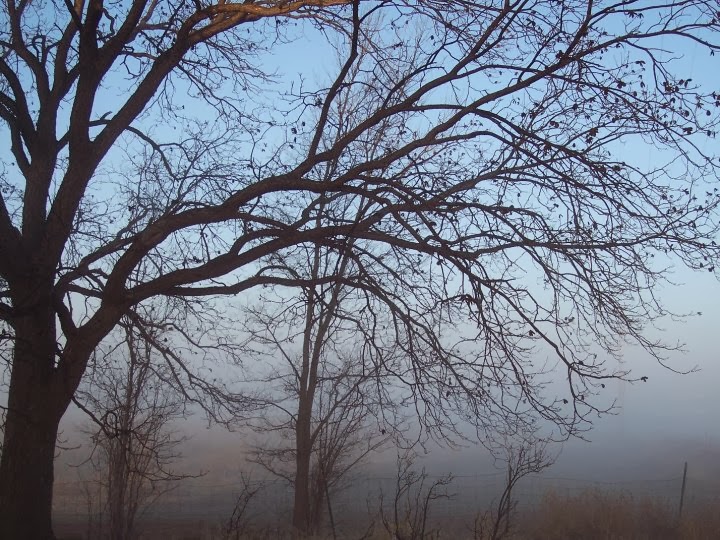 Pecan Trees