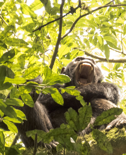 Chimp bearing its teeth in Kibale National Forest in Uganda