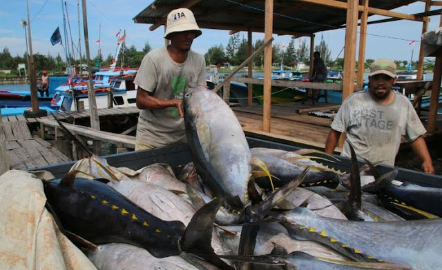 Ikan Tuna Asal Aceh Salah Satu yang Terbaik di Dunia