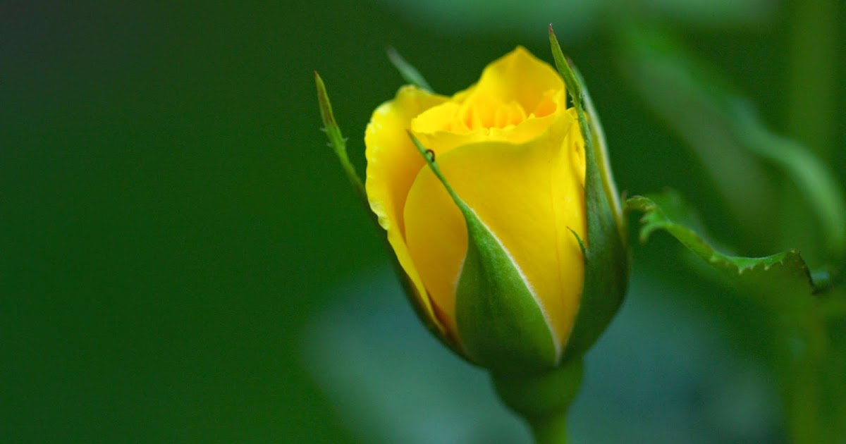 học cách sống chậm: Ảnh hoa hồng vàng đẹp làm hình nền
