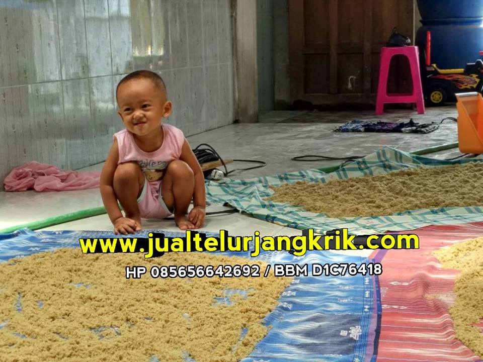 Jual Telur Jangkrik Jambi