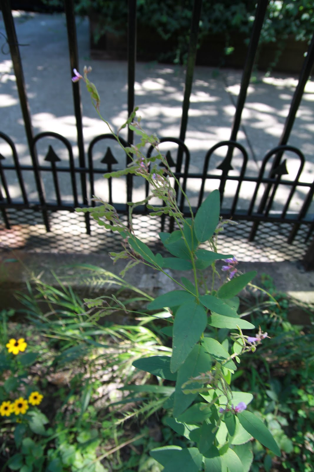Chicago Native Plants
