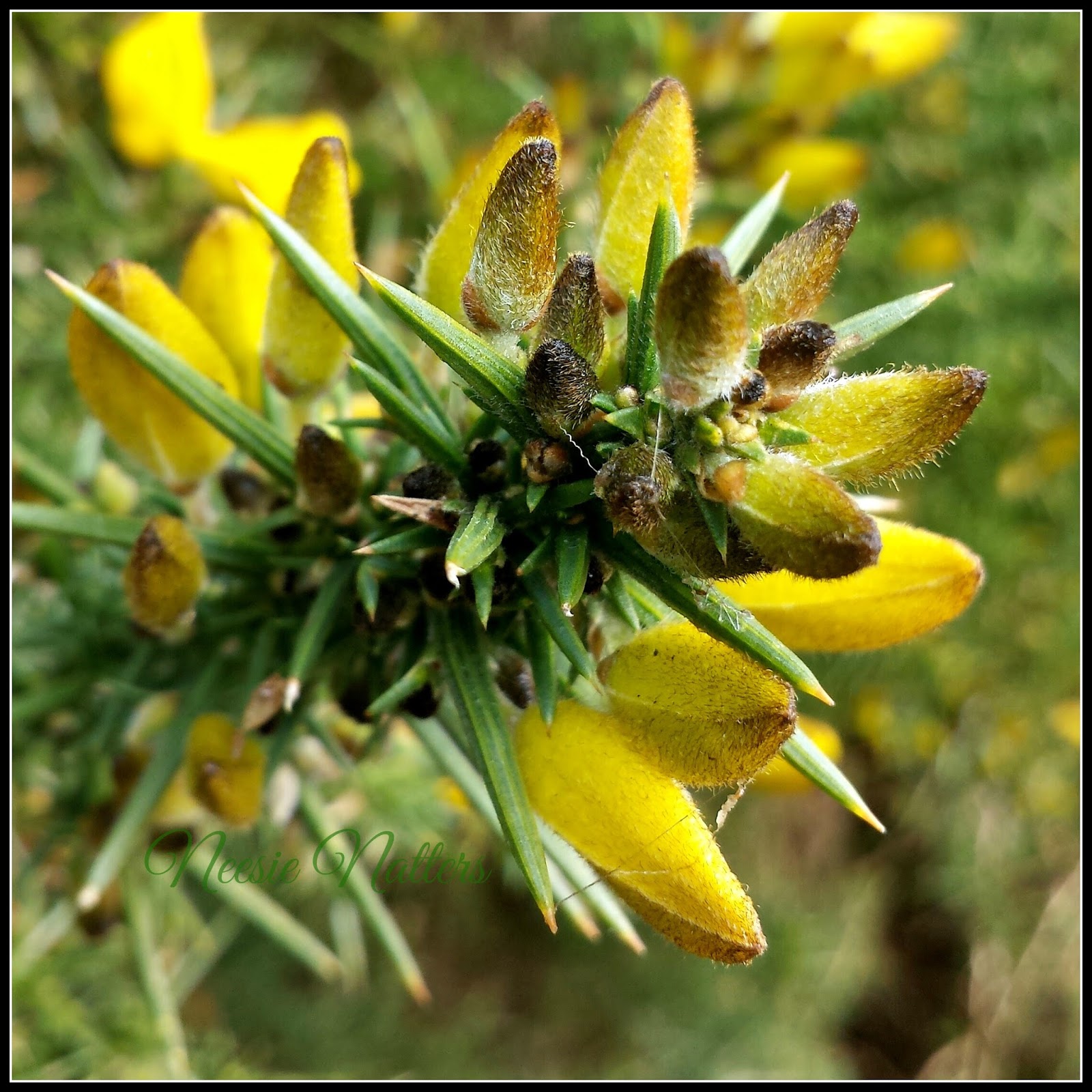 Neesie Natters Flowering Gorse