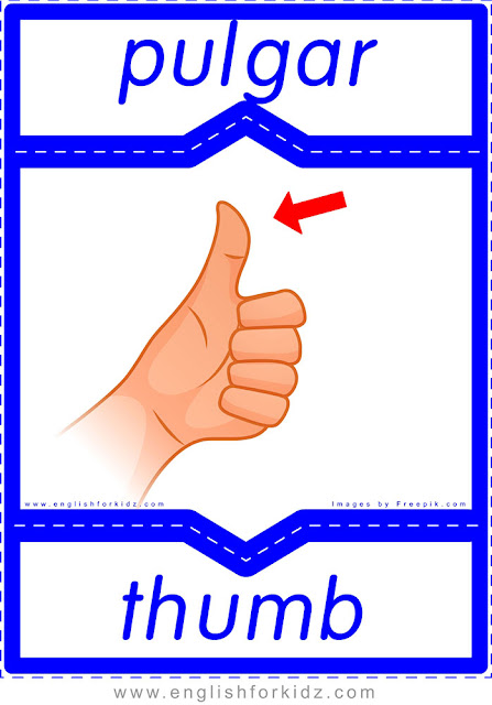 Thumb in Spanish, English-Spanish flashcard