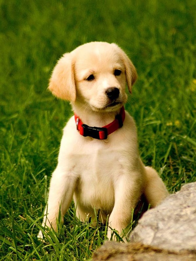Sevimli Tatlı Köpek Fotoğrafları HD ) GamTeli