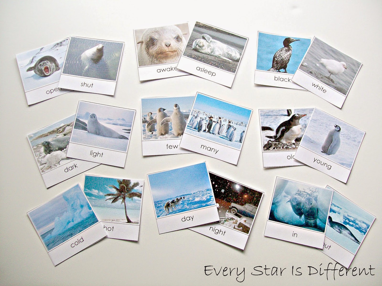 Antarctica Unit W Free Printables Every Star Is Different antarctica-unit-w-free-printables-every-star-is-different