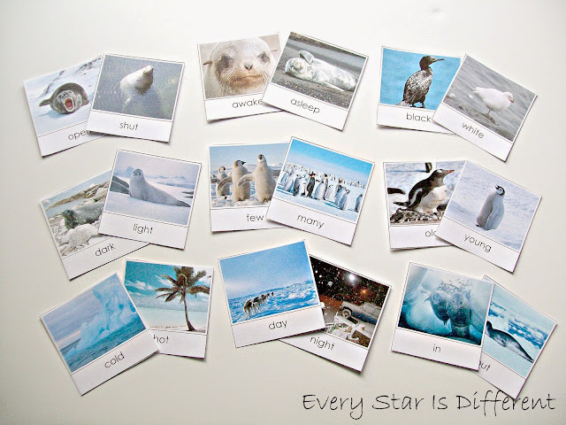 Antarctica Opposite Cards