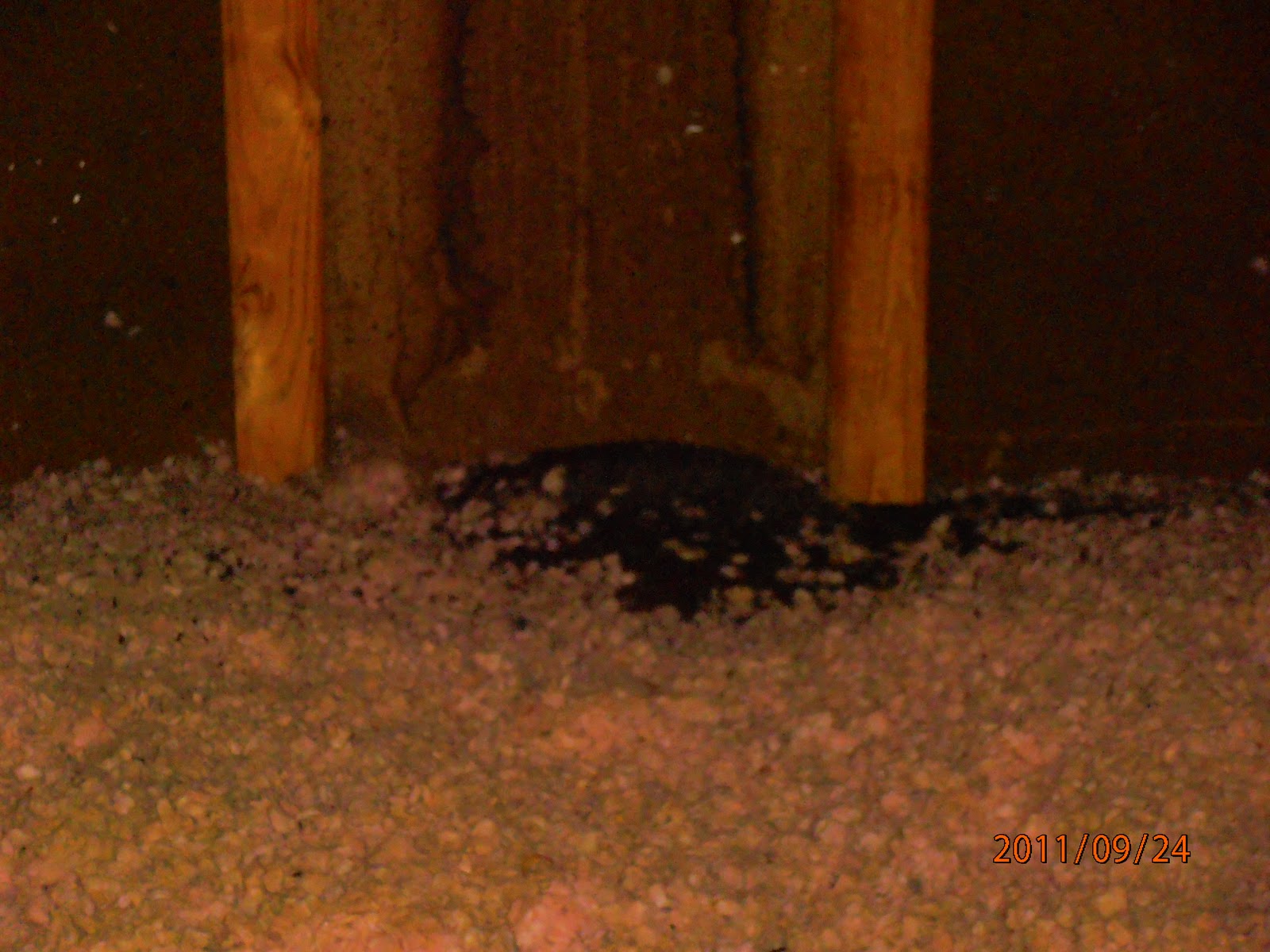 Hurlbert Home Inspection How to Identify Bat Droppings (Bat Guano)