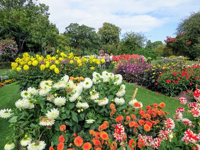 Colorful Dahlias at the National Botanic Gardens in Dublin