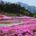 Visitors stroll in the Hitsujiyama Park covered with moss phlox