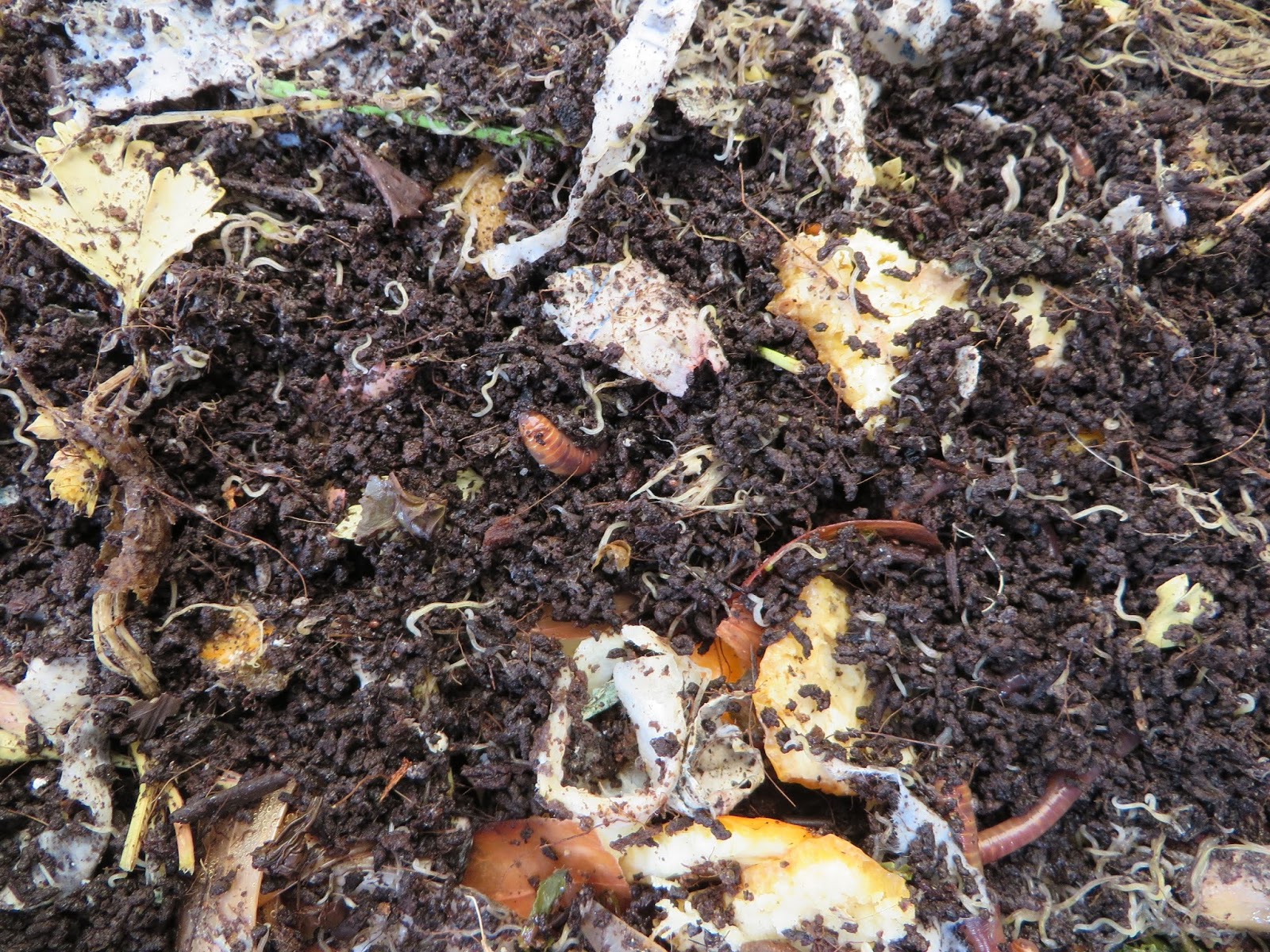 みみず御殿日記 冬もミミズは静かに活動中