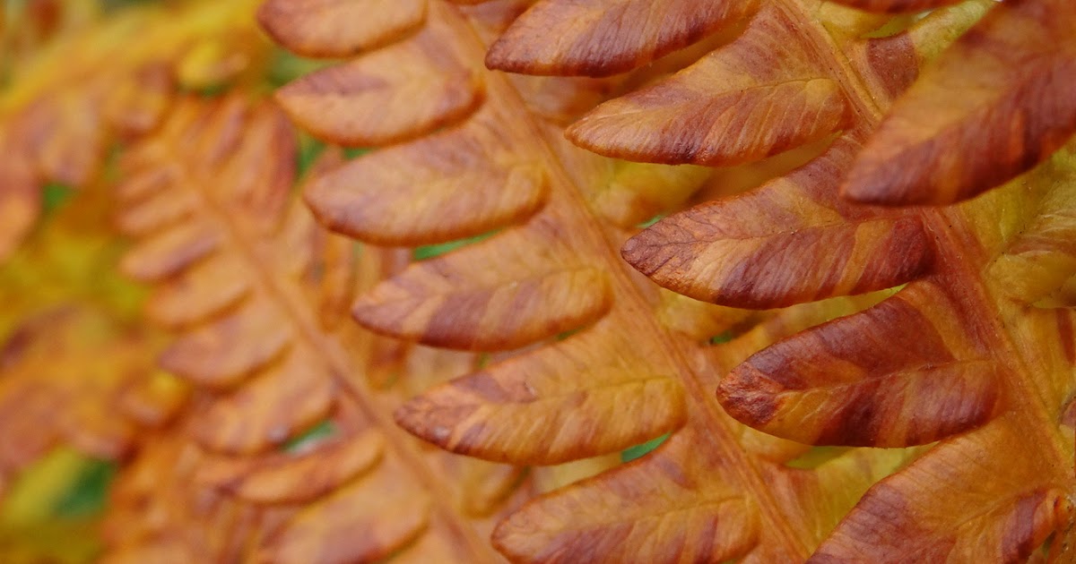 Fall Colors Cinnamon Fern Photo ArtByJudieAnn